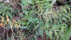 Asplenium appendiculatum