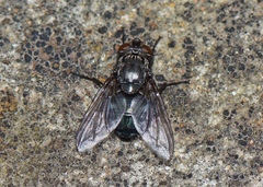 Calliphorinae