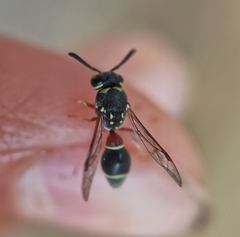 Paraleptomenes miniatus