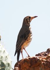Turdus simensis