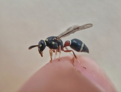 Paraleptomenes miniatus