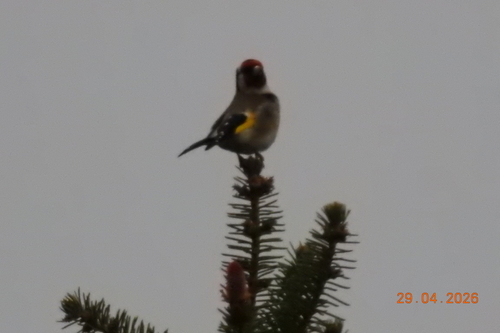 European Goldfinch