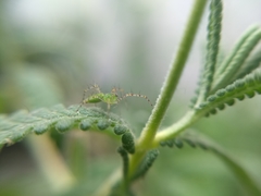 Peucetia