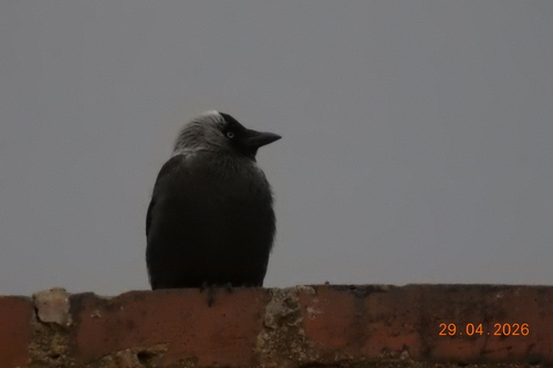 Eurasian Jackdaw