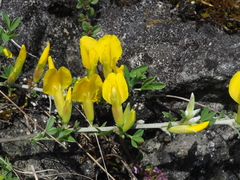 Chamaecytisus ratisbonensis