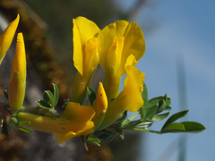 Chamaecytisus ratisbonensis