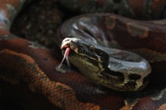 Python brongersmai