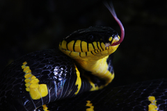 Boiga melanota