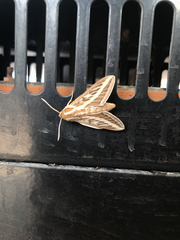 Hyles livornicoides