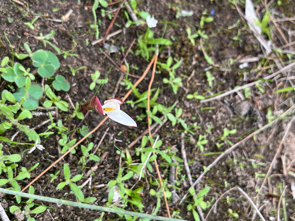 Pauridia alba; photograph (c) André Deschodt, some rights reserved (CC BY)