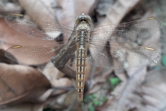 Brachythemis contaminata