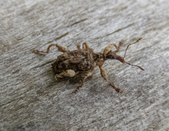 Stephanorhynchus curvipes