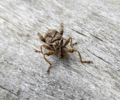 Stephanorhynchus curvipes