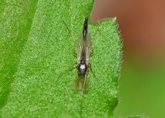 Chironomidae
