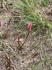 Pauridia alba, photograph (c) André Deschodt, some rights reserved (CC BY)