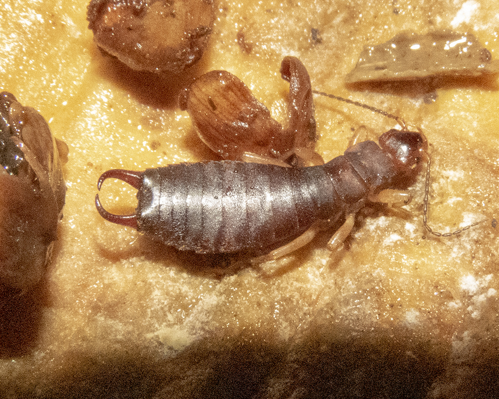 Parisolabidinae