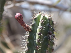 Stenocereus laevigatus