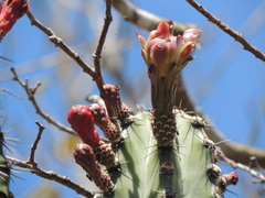 Stenocereus laevigatus