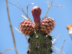Stenocereus laevigatus