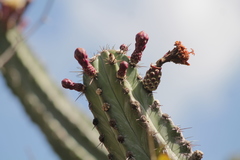Stenocereus laevigatus