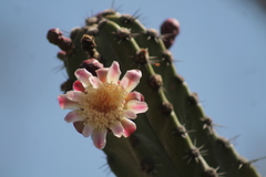 Stenocereus laevigatus