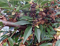 Adversaeschna brevistyla