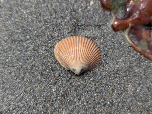 Clinocardium nuttallii