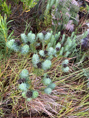 Athanasia crithmifolia, photograph (c) André Deschodt, some rights reserved (CC BY)