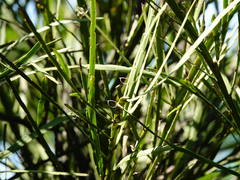 Carmichaelia australis