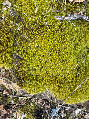 Anacolia menziesii, 2026-04-24