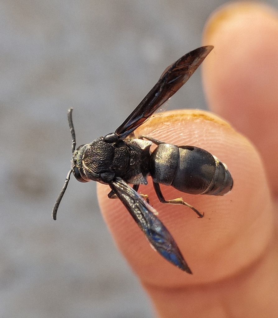 Xenorhynchium