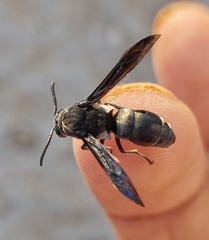 Xenorhynchium nitidulum