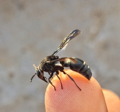 Xenorhynchium nitidulum