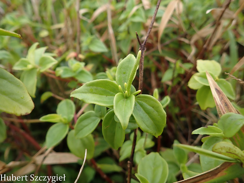 Peperomia macraeana observed 2026-04-02