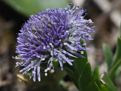 Globularia bisnagarica