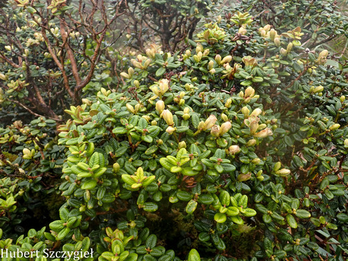 Metrosideros rugosa observed 2026-04-02