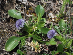 Globularia bisnagarica