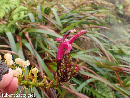 Trematolobelia singularis observed 2026-04-02