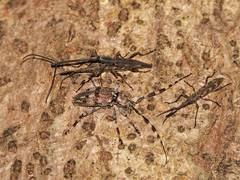 Hexatricha pulverulenta