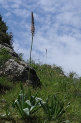 Eremurus regelii