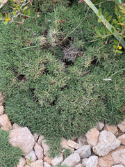 Astragalus balearicus