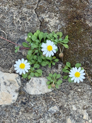 Bellium bellidioides, photograph (c) Codrin Bucur, some rights reserved (CC BY)