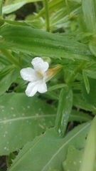 Gratiola officinalis