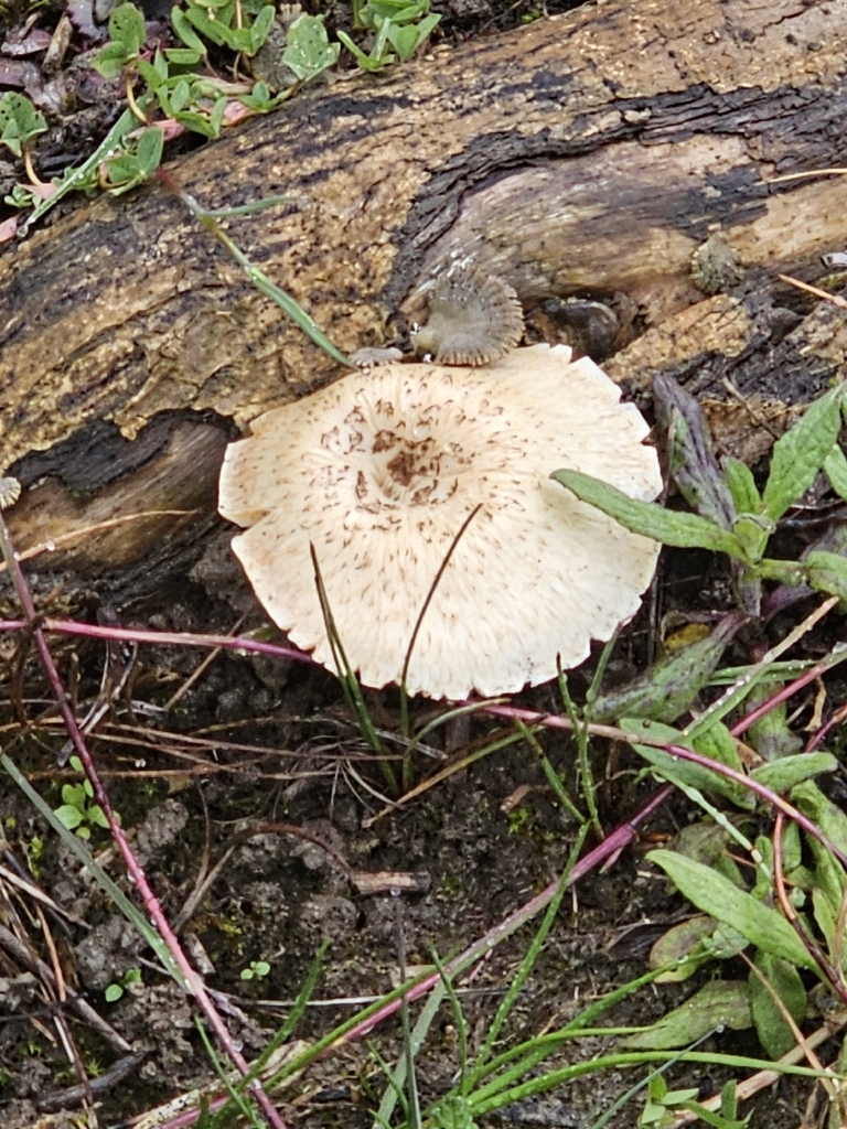 Lentinus tigrinus · May 2026 · photo: © salix-babylonica (iNaturalist, cc0)