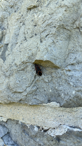 Eastern Boxelder Bug