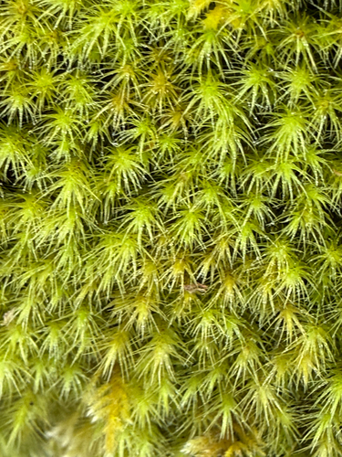Anacolia menziesii, 2026-04-24