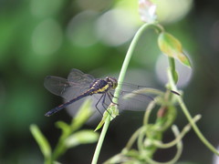 Agrionoptera longitudinalis biserialis