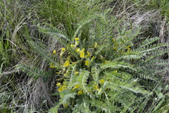 Astragalus buchtormensis