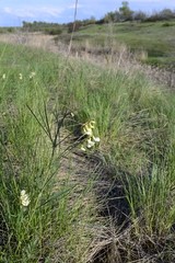 Lathyrus pannonicus collinus