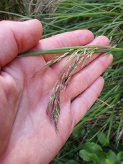Poa kirkii
